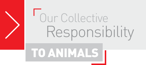 Our Collective Responsibility TO ANIMALS