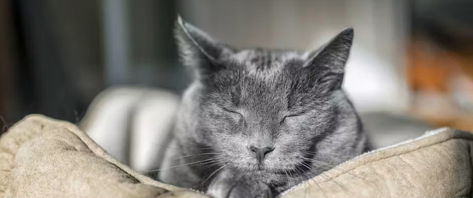 Old cat resting in a quiet indoor environment, demonstrating stress-free elderly cat care at home