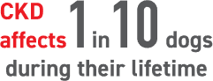 CKD affects 1 in 10 dogs during their lifetime.