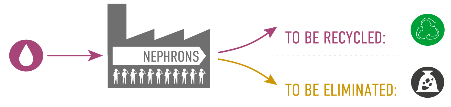 腎元 NEPHRONS : 待回收 TO BE RECYCLED, 待排除 TO BE ELIMINATED
