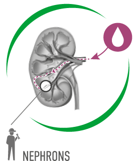 腎元 NEPHRONS