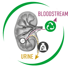 尿液 URINE , 血液 BLOODSTREAM