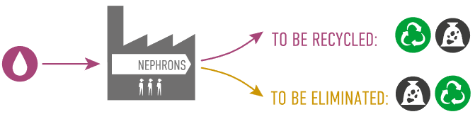 腎元 NEPHRONS : 待回收 TO BE RECYCLED, 待排除 TO BE ELIMINATED