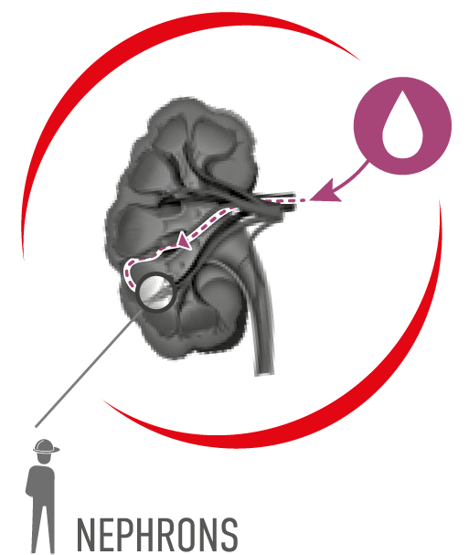 腎元 NEPHRONS