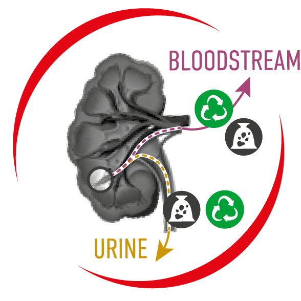 尿液 URINE , 血液 BLOODSTREAM