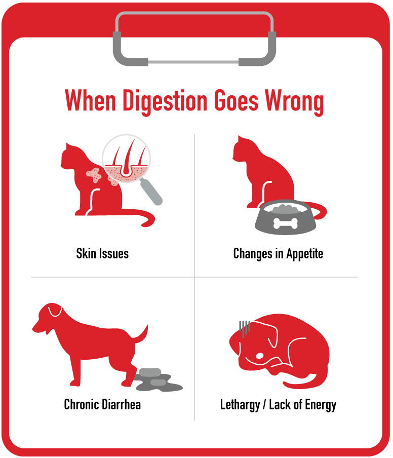 When Digestion Goes Wrong