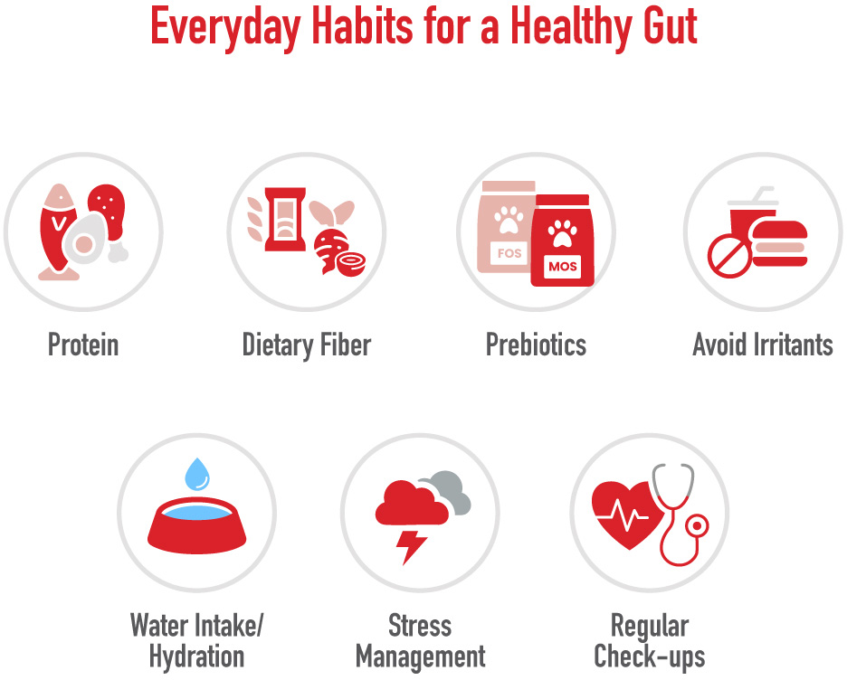 Everyday Habits for a Healthy Gut