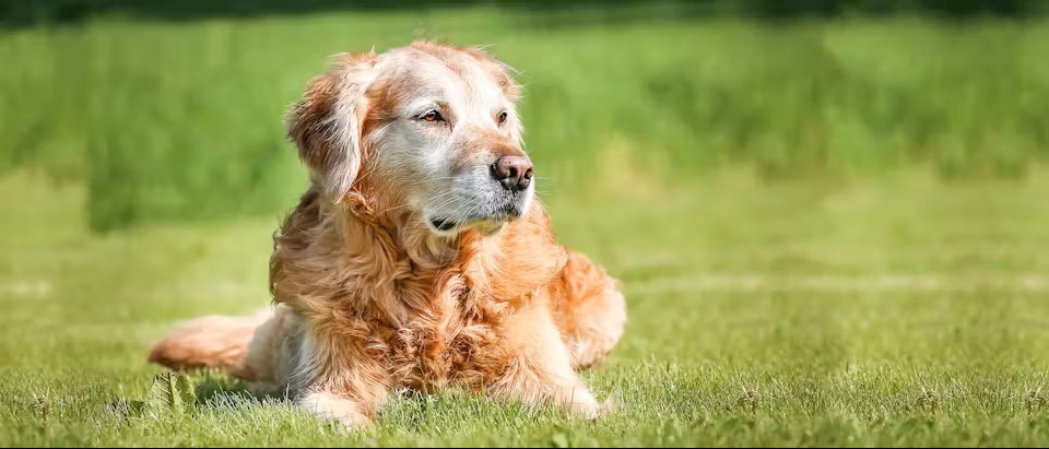 老年狗看向鏡頭露出溫和表情，展現 elderly dog care 與健康老年生活狀態