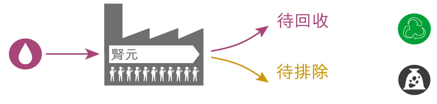 腎元 NEPHRONS : 待回收 TO BE RECYCLED, 待排除 TO BE ELIMINATED