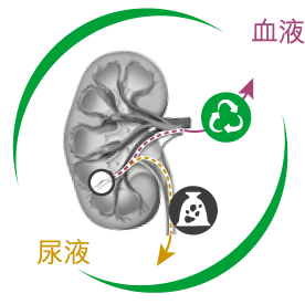 尿液 URINE , 血液 BLOODSTREAM