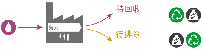 腎元 NEPHRONS : 待回收 TO BE RECYCLED, 待排除 TO BE ELIMINATED