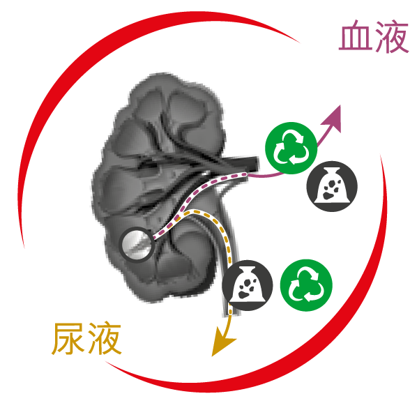尿液 URINE , 血液 BLOODSTREAM