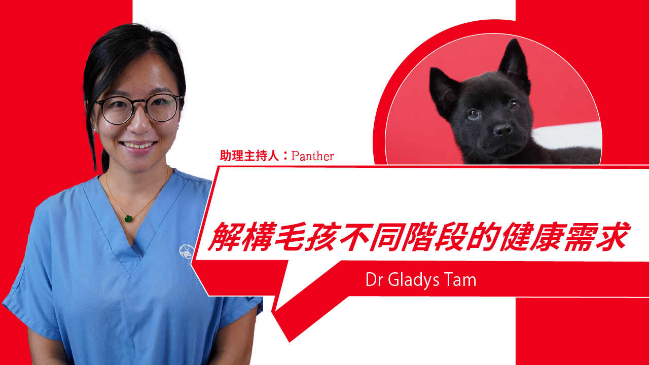 Understanding the Health Needs of Pets at Different Life Stages