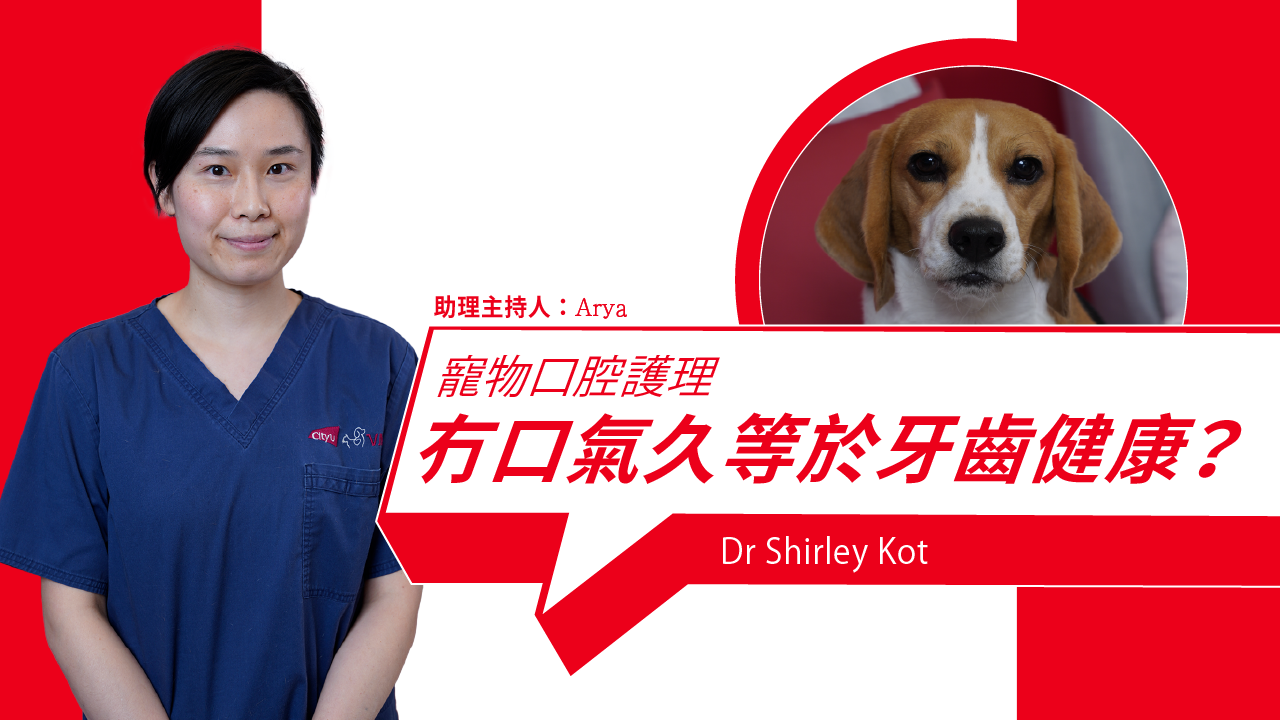 Pet Oral Care: Does Fresh Breath Mean Healthy Teeth?