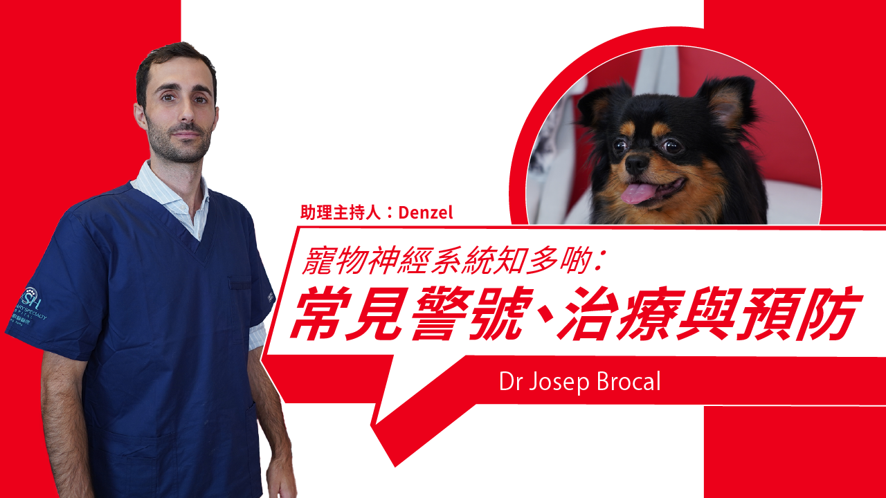 Pet Neurology 101: Signs, Treatments & How to Prevent Problem