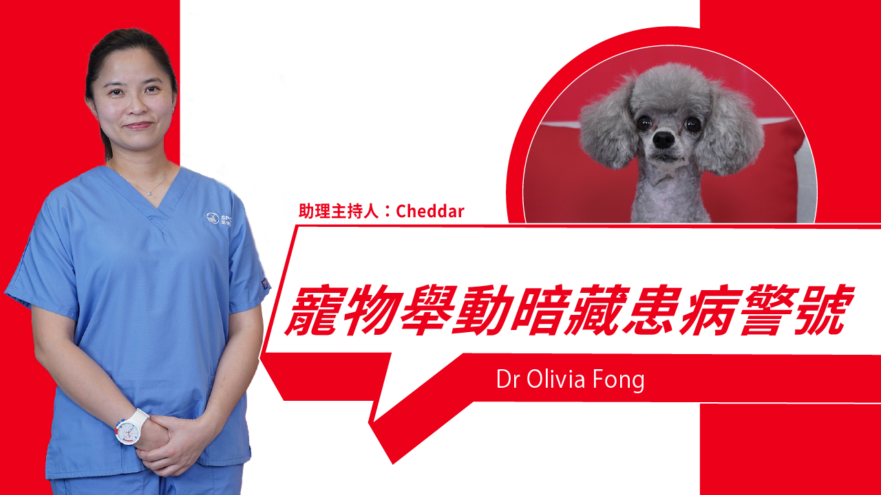 Hidden Health Warnings in Your Pet's Behavior You Should Never Ignore