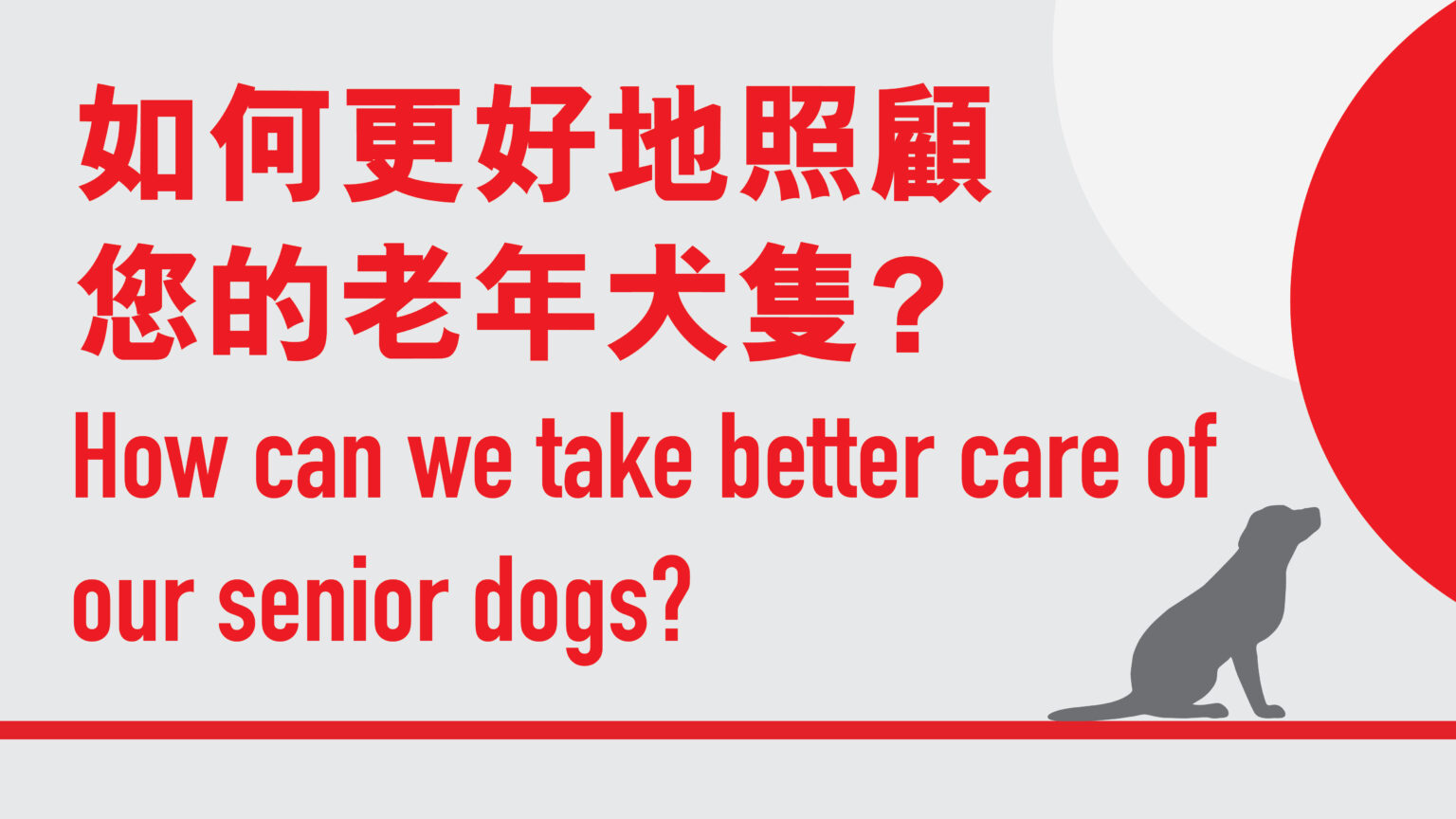 How to Take Care of Your Senior Dog: Tips for Healthy Aging