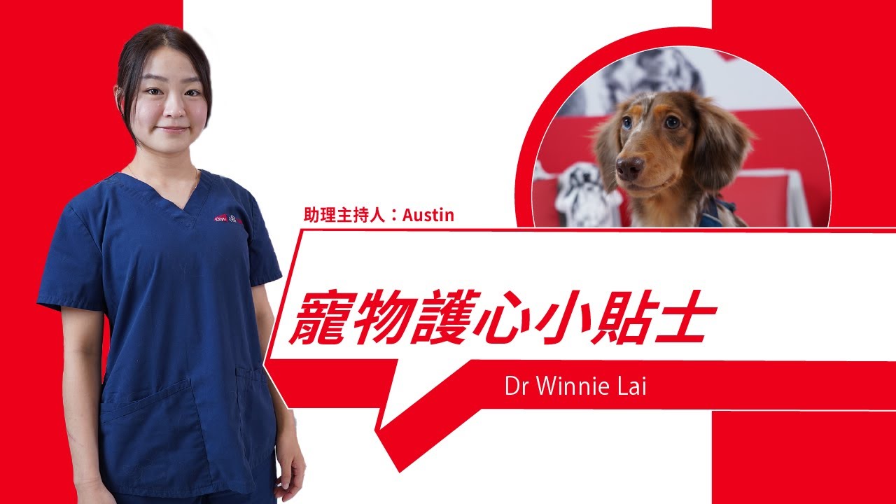 Pet Heart Protection Tips