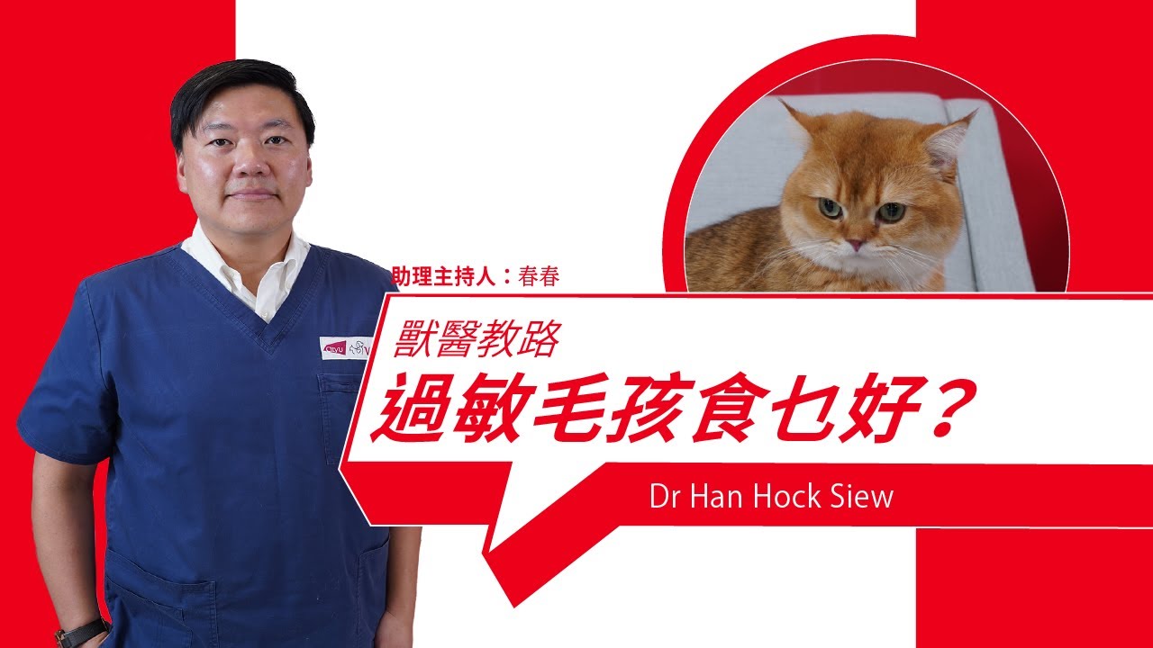 Veterinarian's Advice : What should allergic pets eat?