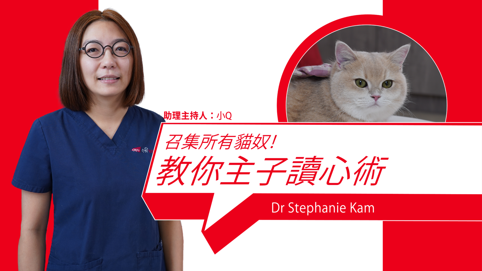 Calling All Cat Lovers! Teaching You the Art of Mind Reading for Your Cats!