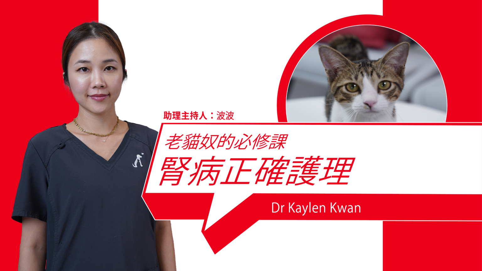 Essential Course for Senior Cat Lovers: Proper Kidney Disease Care