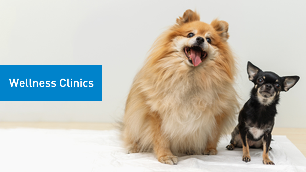 SPCA Welness Clinics