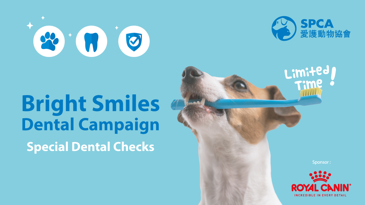 SPCA Bright Smiles Dental Campaign